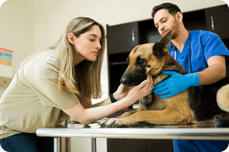 Veterinarian and pet owner examining a dog